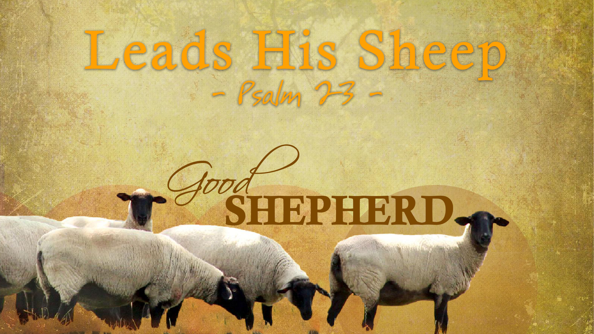  Good Shepherd, part 1: Leads His Sheep  Image