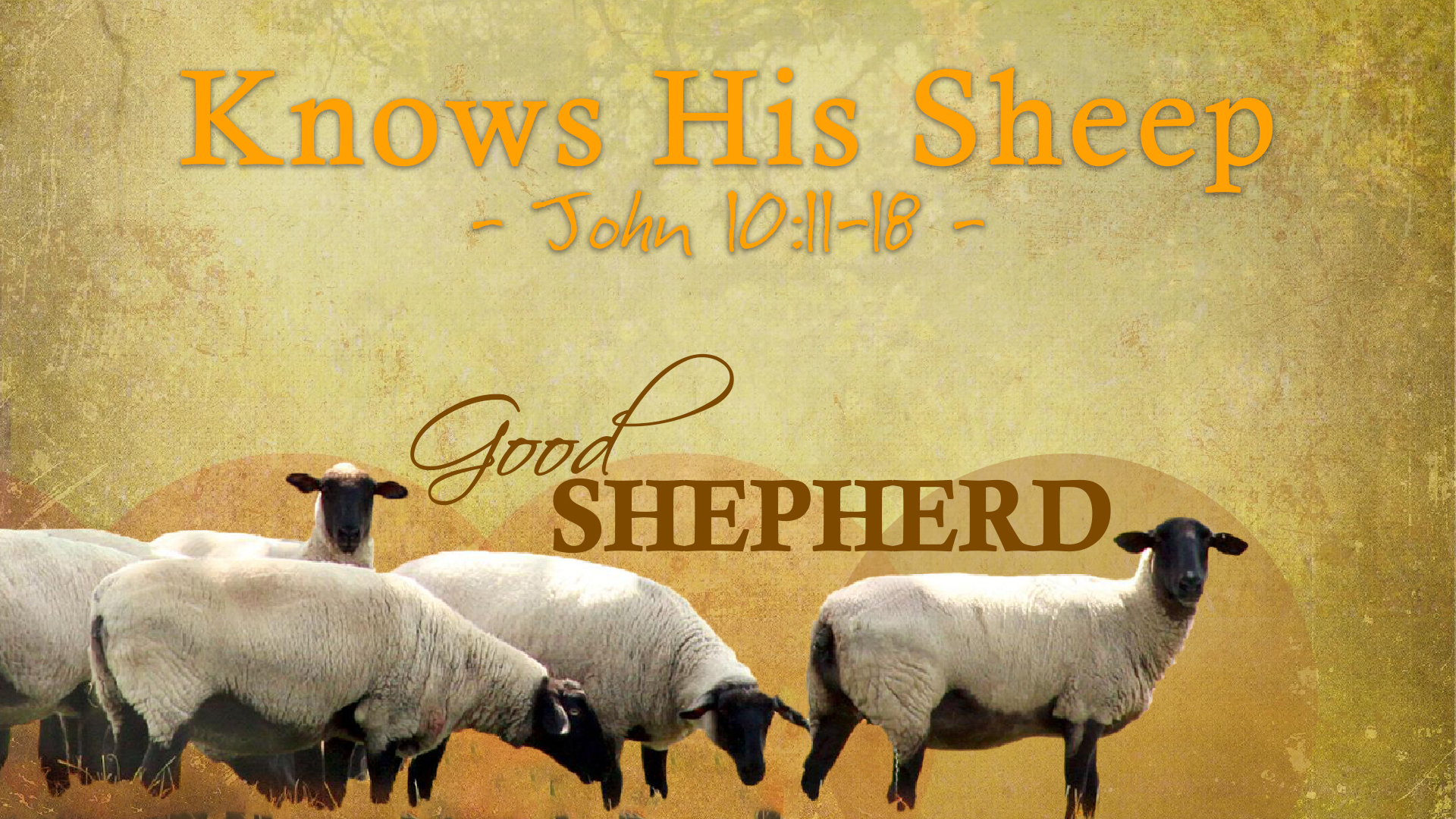  Good Shepherd, part 2: Knows His Sheep  Image