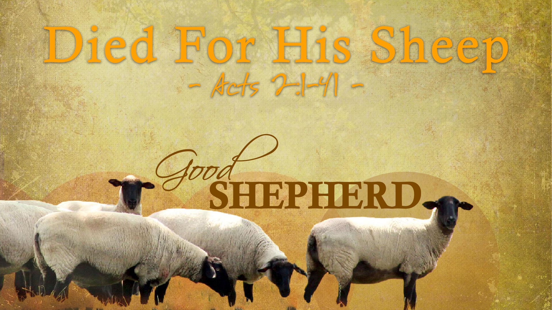  Good Shepherd, part 4: Died For His Sheep  Image