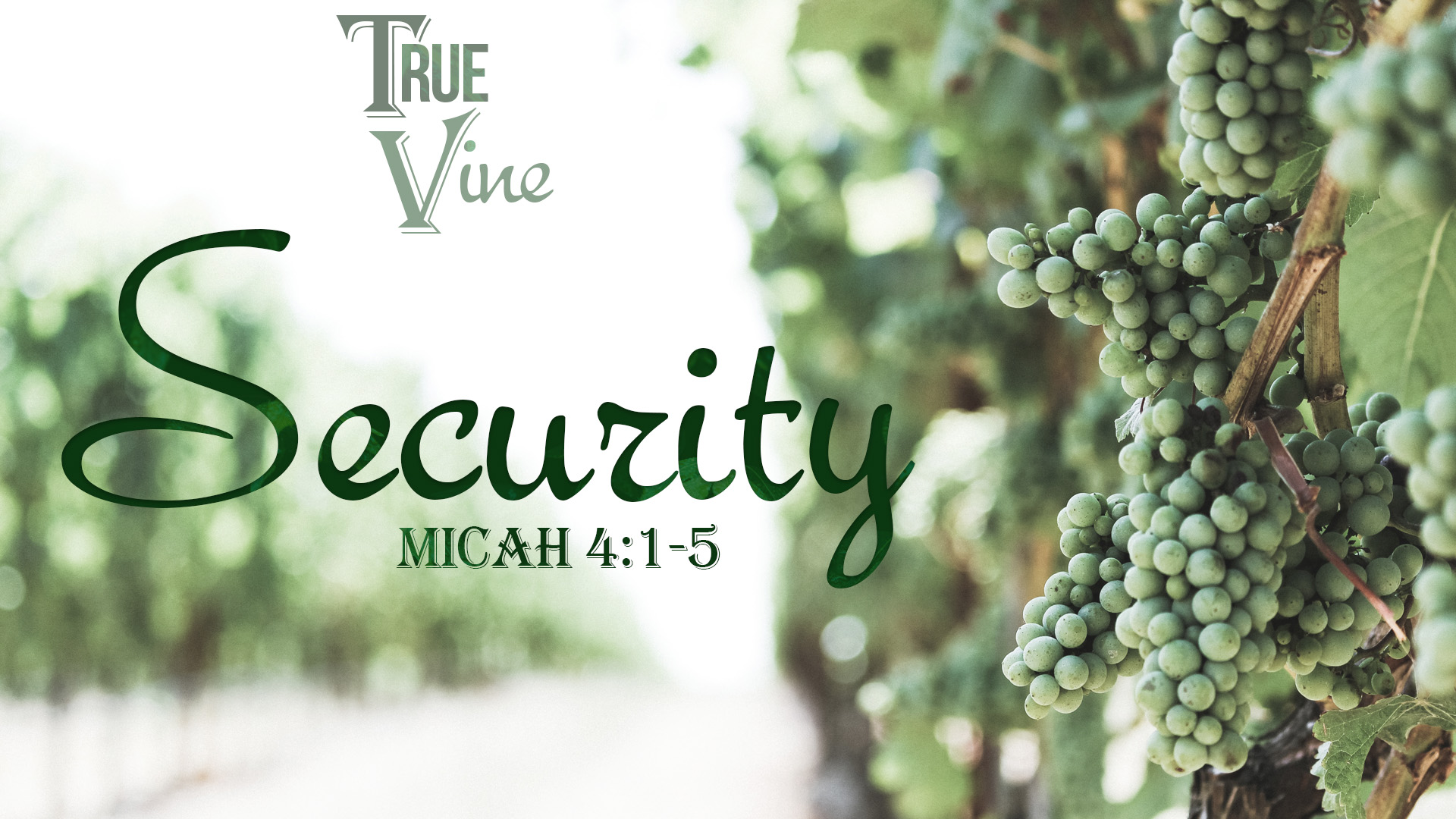  True Vine, part 4: Security  Image